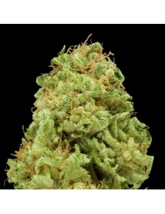 Paradise Seeds - Opium - 5 Semi Femm 2