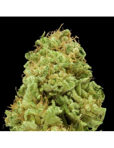 Paradise Seeds - Opium - 5 Semi Femm