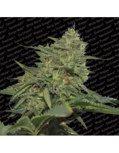 Paradise Seeds - Original Cheese (IBL) - 3 Semi Femminizzati