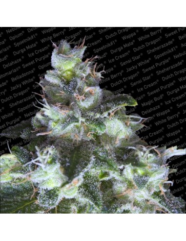 Paradise Seeds - Original White Widow (IBL) - 3 Semi Femm