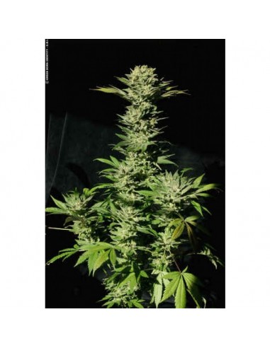 Paradise Seeds - Sensi Star - 3 Semi Femm