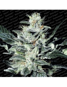 Paradise Seeds - Sensi Star - 3 Semi Femm