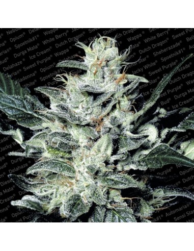 Paradise Seeds - Sensi Star - 3 Semi Femm