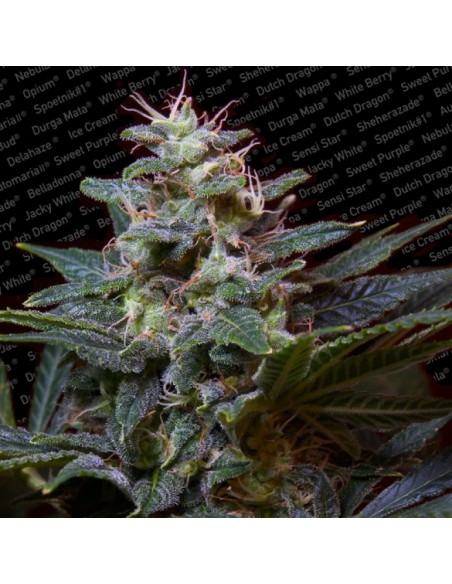 Paradise Seeds - Sweet Purple - 5 Semi Femm