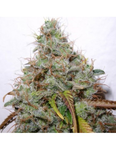 Paradise Seeds - White Berry - 3 Semi Femminizzati