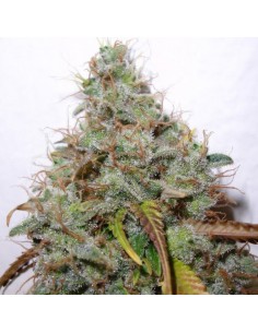 Paradise Seeds - White Berry - 5 Semi Femminizzati 2