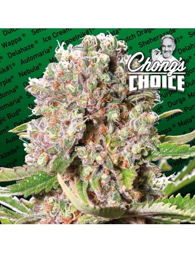 Paradise Seeds - Mendocino Skunk Chong's Choice - 3 Semi Femm