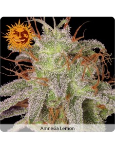 Barney's Farm - Amnesia Lemon - 5 Semi Femm 2