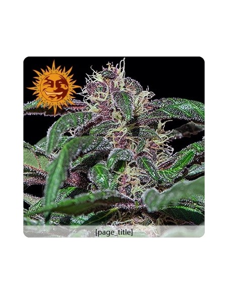 Barney's Farm - Ayahuasca Purple - 5 Semi Femm