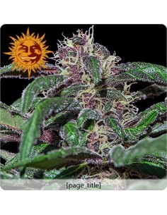 Barney's Farm - Ayahuasca Purple - 3 Semi Femm 2