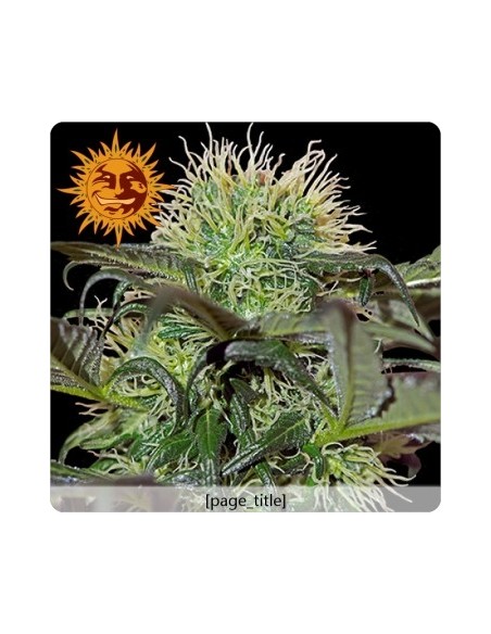 Barney's Farm - Bad Azz Kush - 5 Semi Femm