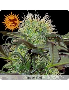 Barney's Farm - Bad Azz Kush - 10 Semi Femm