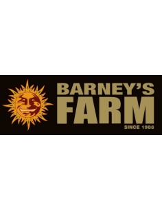 Barney's Farm - Cookies Kush - 5 Semi Femm "Cannabis Cup 2014" 2