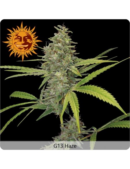 Barney's Farm - G13 Haze - 3 Semi Femm