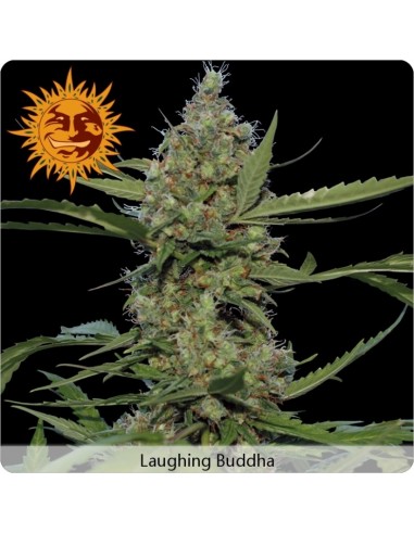 Barney's Farm - Laughing Buddha - 3 Semi Femm