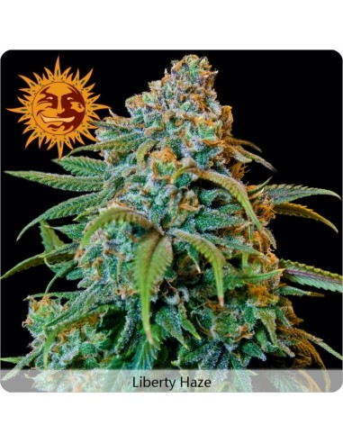 Barney's Farm - Liberty Haze - 3 Semi Femminizzati