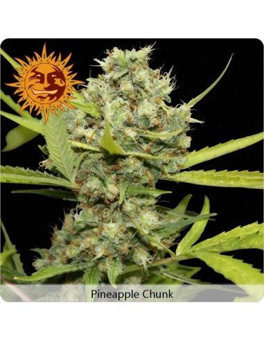 Barney's Farm - Pineapple Chunk - 10 Semi Femm "Indica Cup 2009"