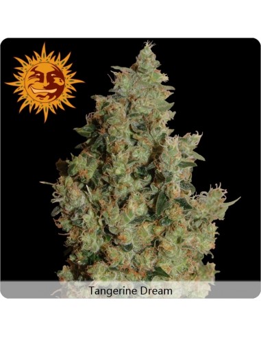 Barney's Farm - Tangerine Dream - 3 Semi Femm