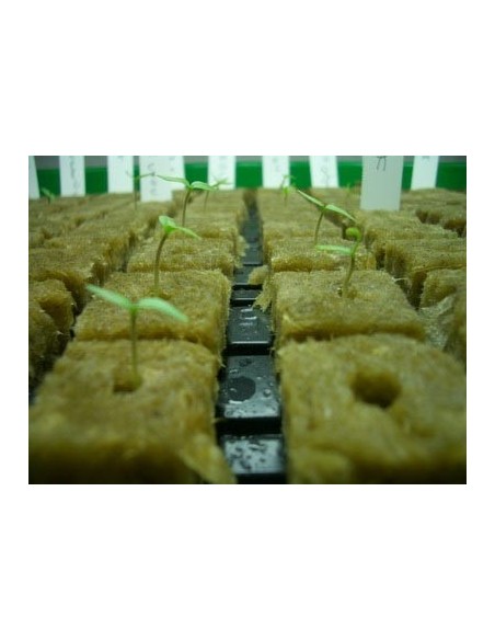 Grodan - Cubetto Lana di Roccia - 4X4X4 - Per Germinazione e coltivazione idroponica, terra e cocco