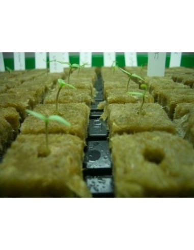 Grodan - Cubetto Lana di Roccia - 4X4X4 - Per Germinazione e coltivazione idroponica, terra e cocco