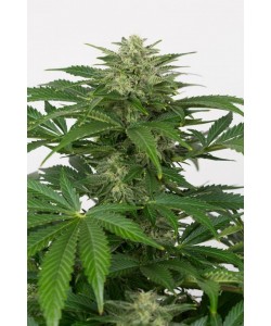 Dinafem - Haze Auto CBD - 3 Semi