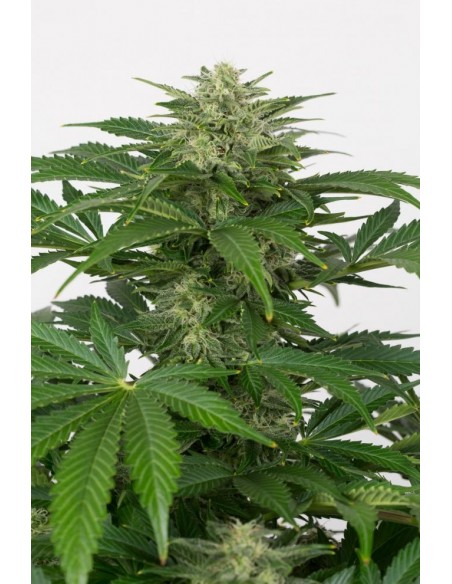 Dinafem - Haze Auto CBD - 3 Semi