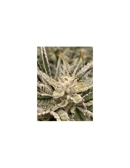 Oni Seed Co – Straw-Picanna REGOLARI – 12 semi