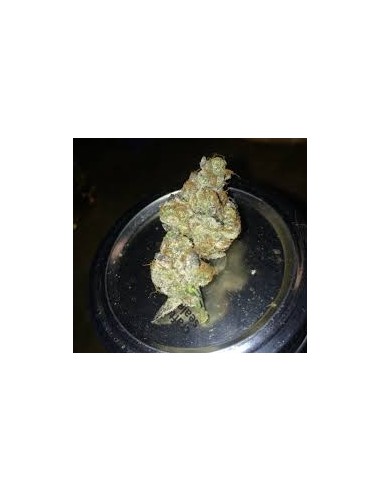 Oni Seed Co – Straw-Picanna REGOLARI – 12 semi