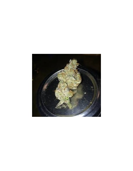 Oni Seed Co – Straw-Picanna REGOLARI – 12 semi