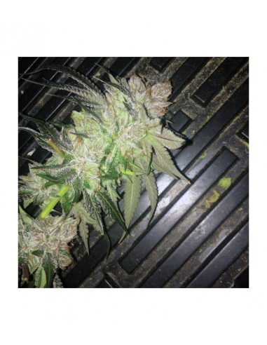 Oni Seed Co – Straw-Picanna REGOLARI – 12 semi