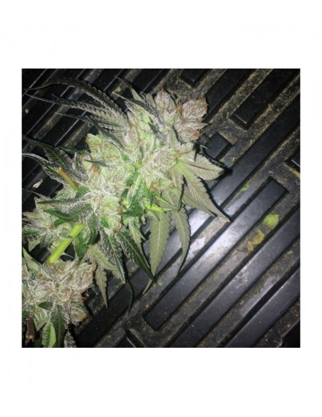 Oni Seed Co – Straw-Picanna REGOLARI – 12 semi