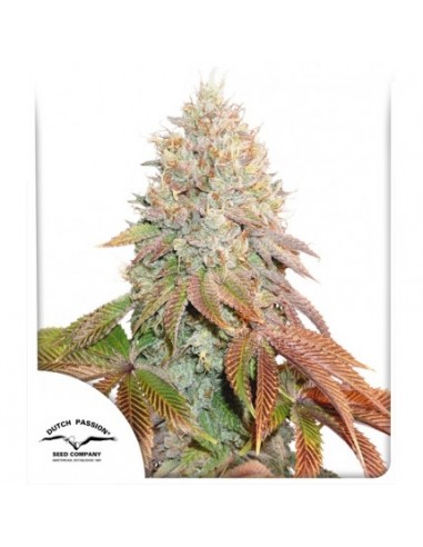 Dutch Passion - Banana Blaze - 3 Semi di cannabis da collezione genetice americane USA
