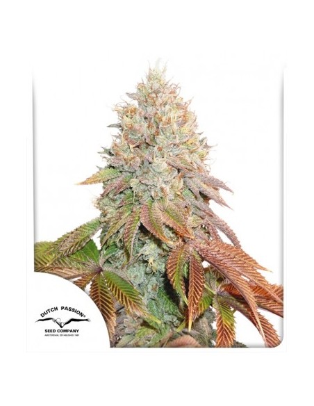 Dutch Passion - Banana Blaze - 3 Semi di cannabis da collezione genetice americane USA