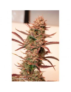 Dutch Passion - Banana Blaze - 3 Semi di cannabis da collezione genetice americane USA 2