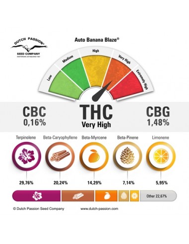 Dutch Passion - Banana Blaze - 3 Semi di cannabis da collezione genetice americane USA