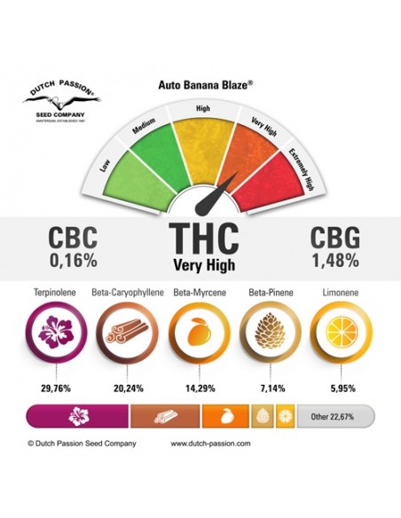Dutch Passion - Banana Blaze - 3 Semi di cannabis da collezione genetice americane USA
