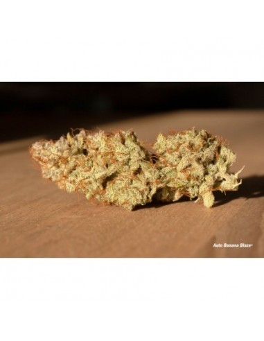 Dutch Passion - Banana Blaze - 5 Semi di cannabis da collezione genetice americane USA