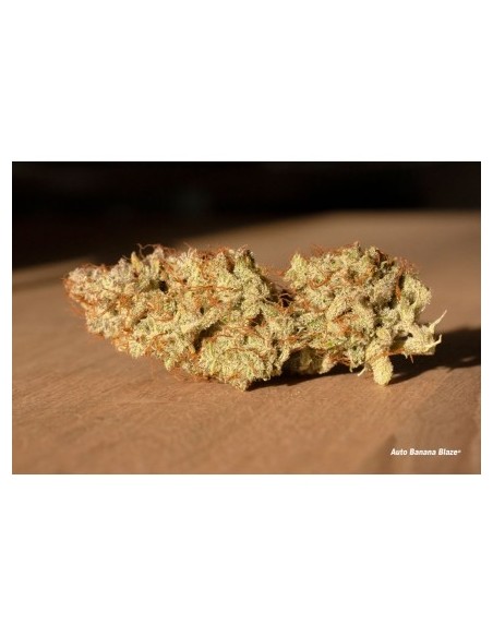 Dutch Passion - Banana Blaze - 5 Semi di cannabis da collezione genetice americane USA