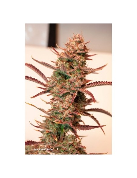 Dutch Passion - Banana Blaze - 5 Semi di cannabis da collezione genetice americane USA