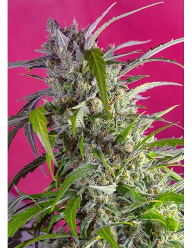 Sweet Seeds - Crystal Candy Auto - 5 Semi + 2 Gratis