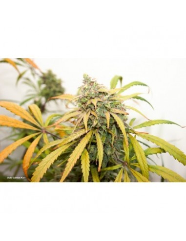 Dutch Passion - Lemon Kix - 1 Seme Auto (Lemon Zkittlez)