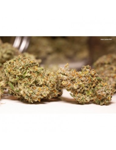 Dutch Passion - Lemon Kix - 3 Semi  Auto ( Lemon Zkittlez)
