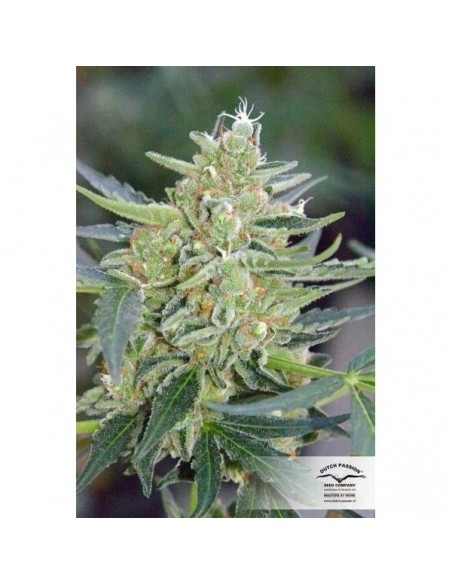 Dutch Passion - Mazar - 3 Semi Auto