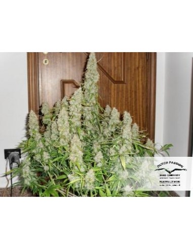 Dutch Passion - Mazar - 3 Semi Auto