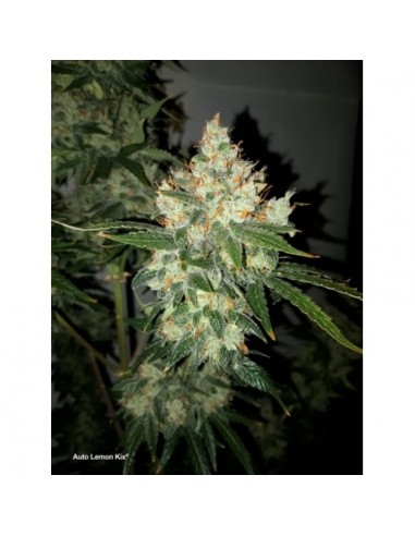 Dutch Passion - Lemon Kix - 7 Semi  Auto ( Lemon Zkittlez)