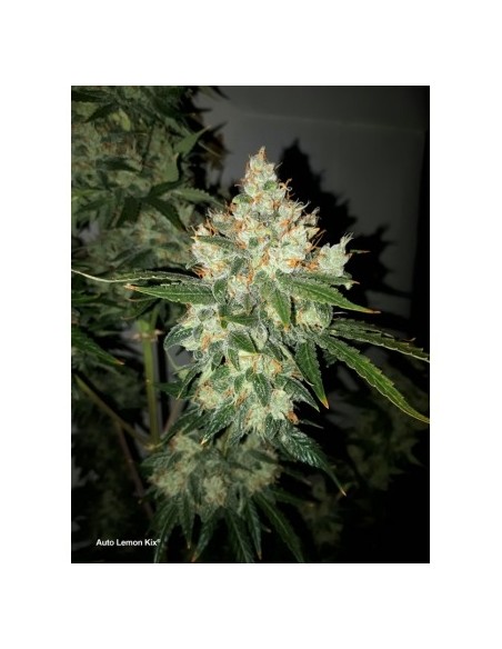 Dutch Passion - Lemon Kix - 7 Semi  Auto ( Lemon Zkittlez)