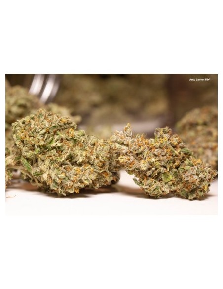 Dutch Passion - Lemon Kix - 7 Semi  Auto ( Lemon Zkittlez)