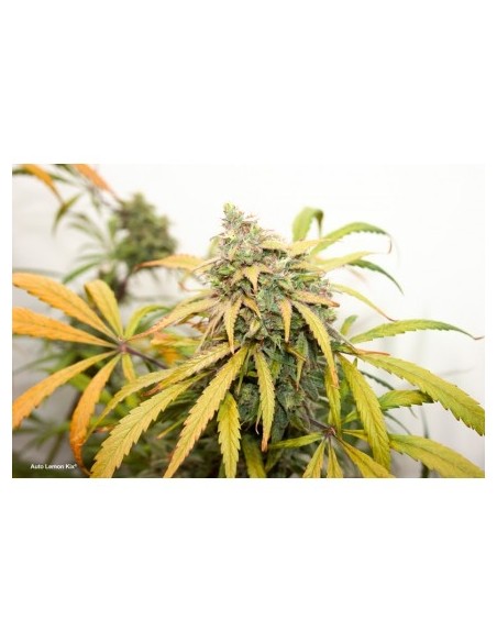 Dutch Passion - Lemon Kix - 7 Semi  Auto ( Lemon Zkittlez)