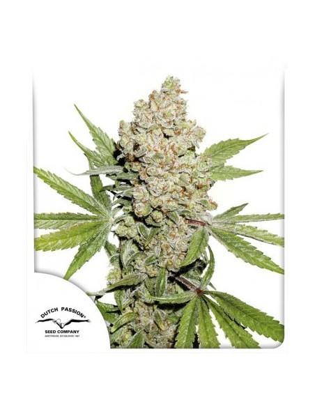 Dutch Passion - Lemon Kix - 7 Semi  Auto ( Lemon Zkittlez)