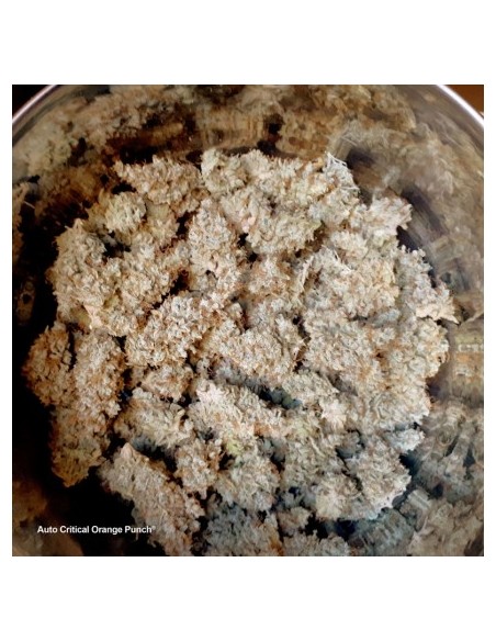 Dutch Passion - Auto Critical Orange Punch - 3 Semi